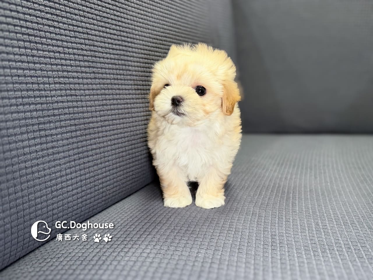 迷你型瑪爾泰迪-妹妹(6088):圖片 7