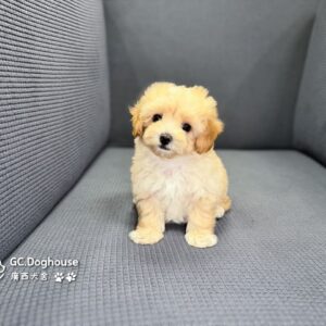 迷你型瑪爾泰迪-弟弟(6089)