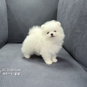 玩具型白博美-弟弟(6084)