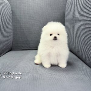 玩具型白博美-弟弟(6085)