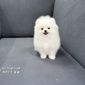 玩具型白博美-弟弟(6085)