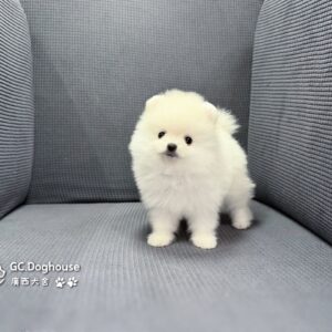 玩具型白博美-妹妹(6086)