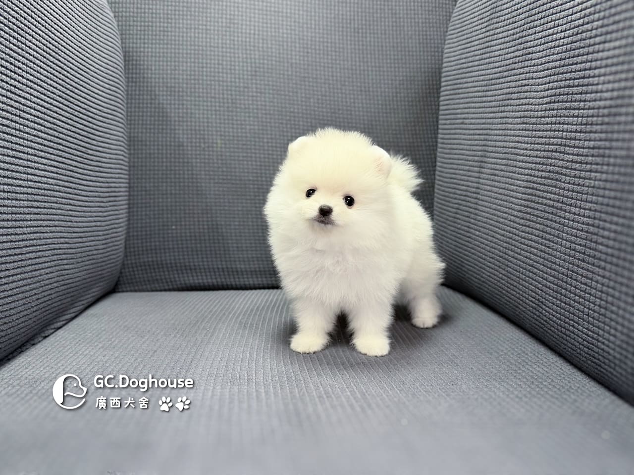 玩具型白博美-妹妹(6086)