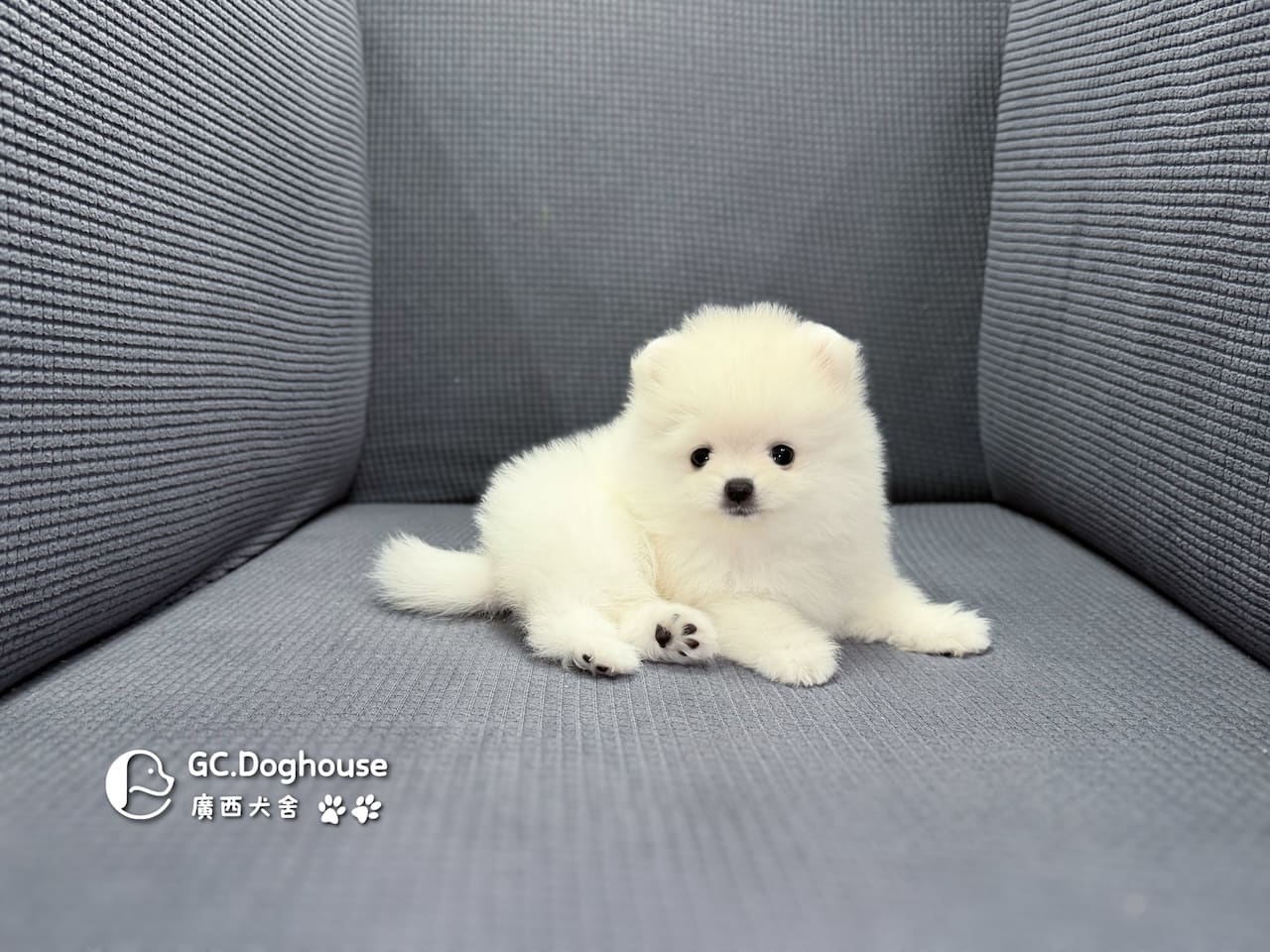 玩具型白博美-妹妹(6086):圖片 5