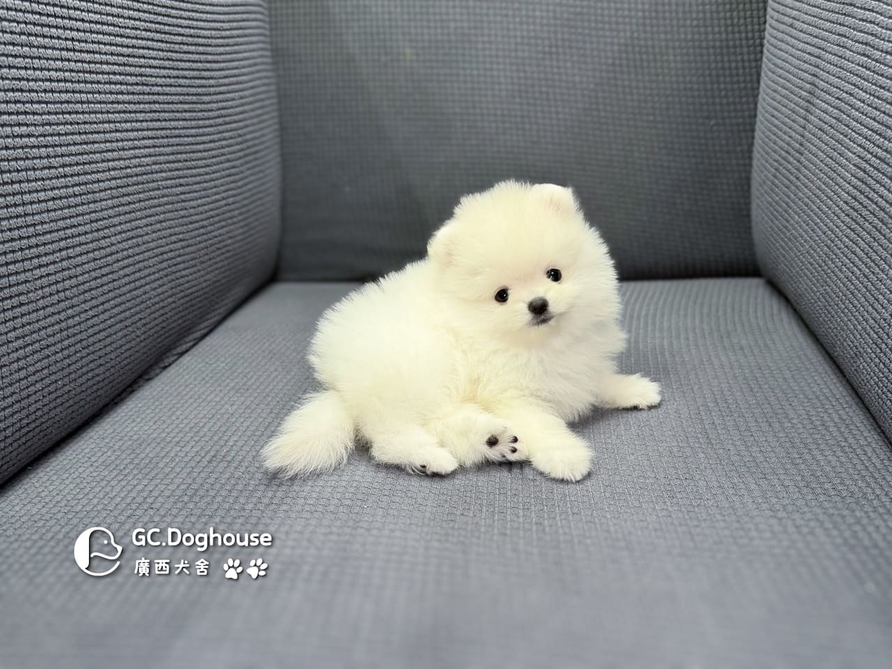 玩具型白博美-妹妹(6086):圖片 4