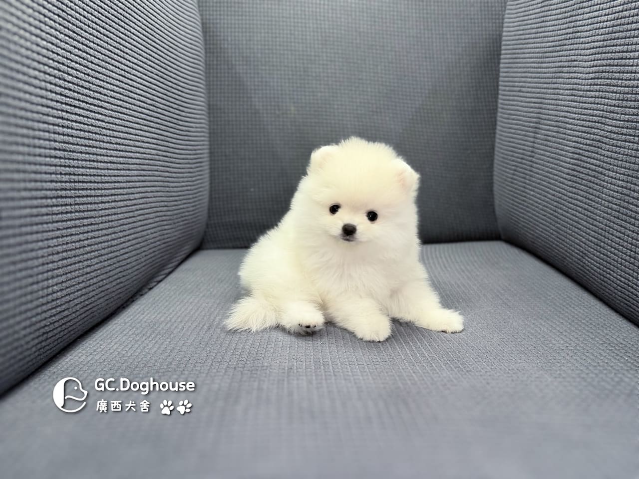 玩具型白博美-妹妹(6086):圖片 3