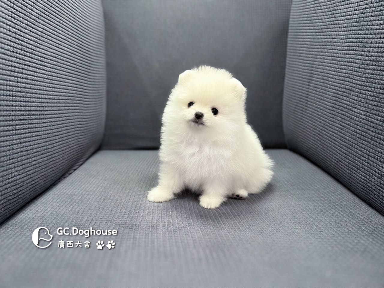 玩具型白博美-妹妹(6086):圖片 2