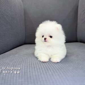 茶杯型白博美-妹妹(6087)