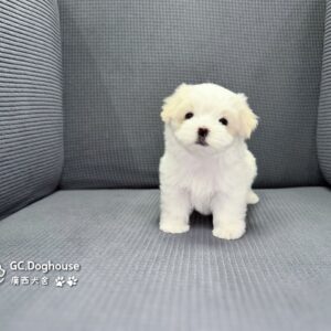 迷你型瑪爾濟斯-妹妹(6090)