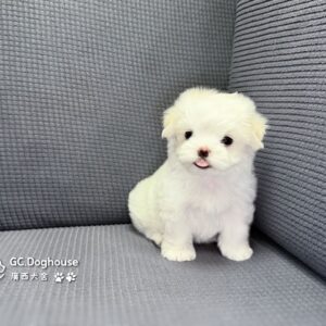 迷你型瑪爾濟斯-妹妹(6091)