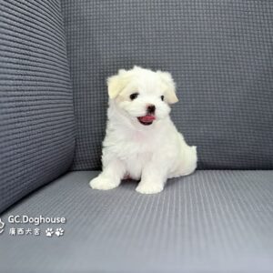 迷你型瑪爾濟斯-弟弟(6093)