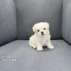 迷你型瑪爾濟斯-弟弟(6092)