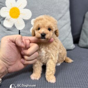 玩具型奶油貴賓-弟弟(6095)