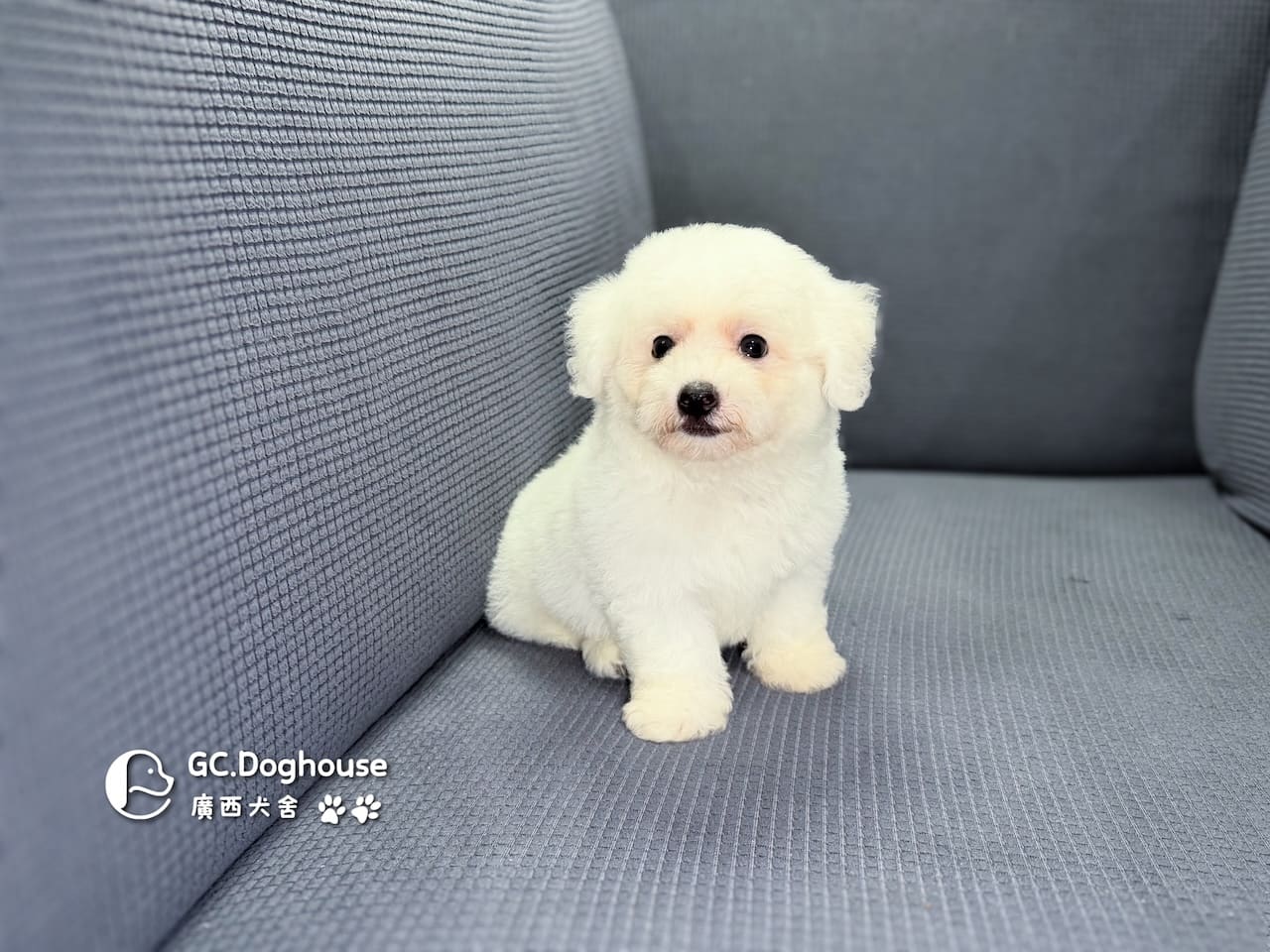 迷你比熊犬-弟弟(6210):圖片 3
