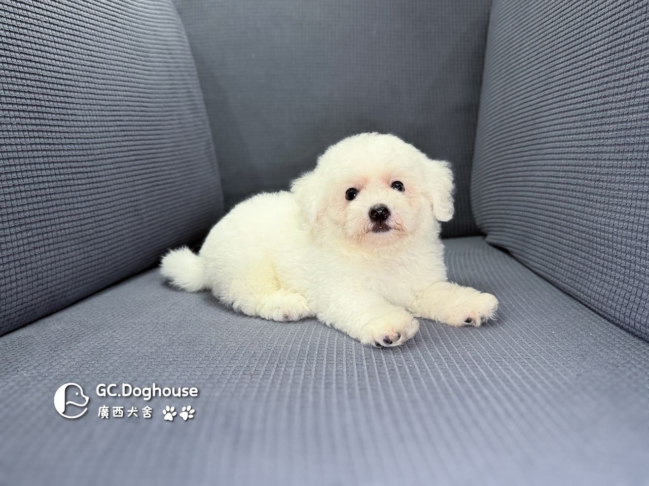 迷你比熊犬-弟弟(6210):圖片 4