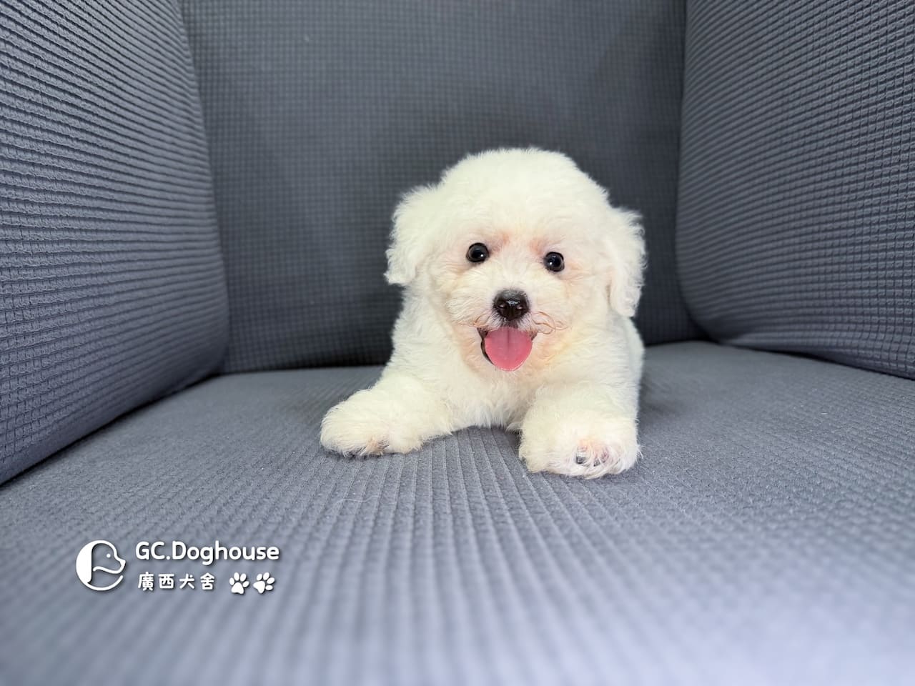 迷你比熊犬-弟弟(6210):圖片 5
