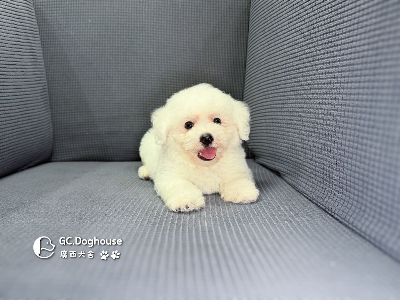 迷你比熊犬-弟弟(6210):圖片 6