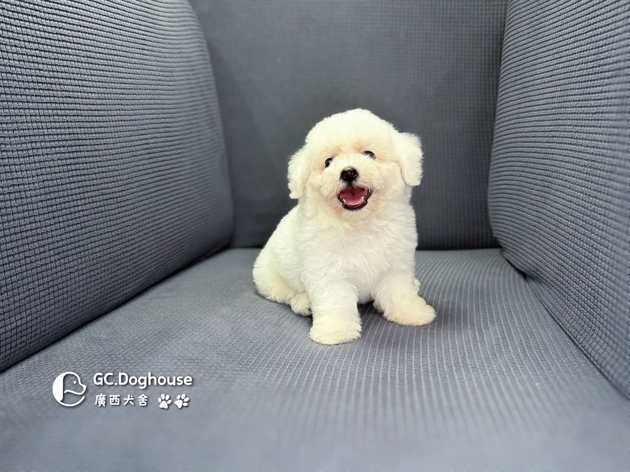 迷你比熊犬-弟弟(6210):圖片 7