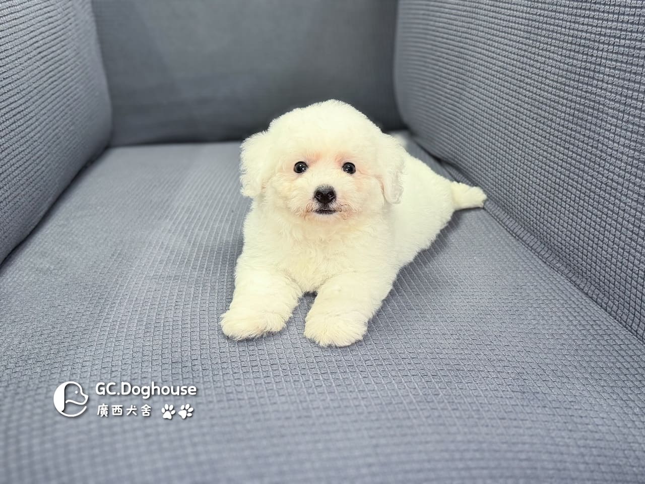 迷你比熊犬-弟弟(6210):圖片 8