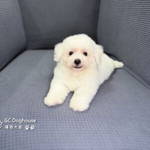 迷你比熊犬-弟弟(6210)