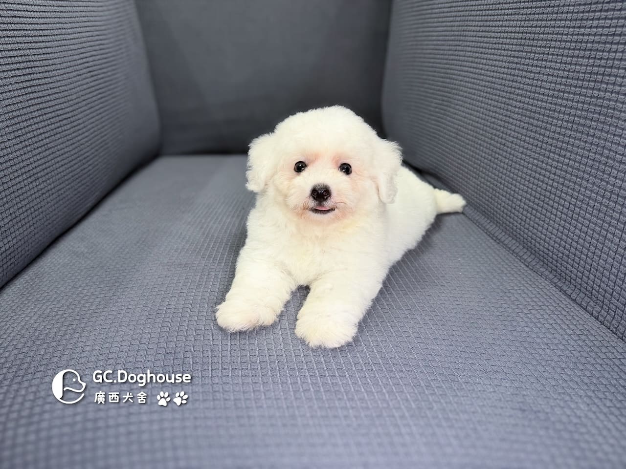 迷你比熊犬-弟弟(6210)