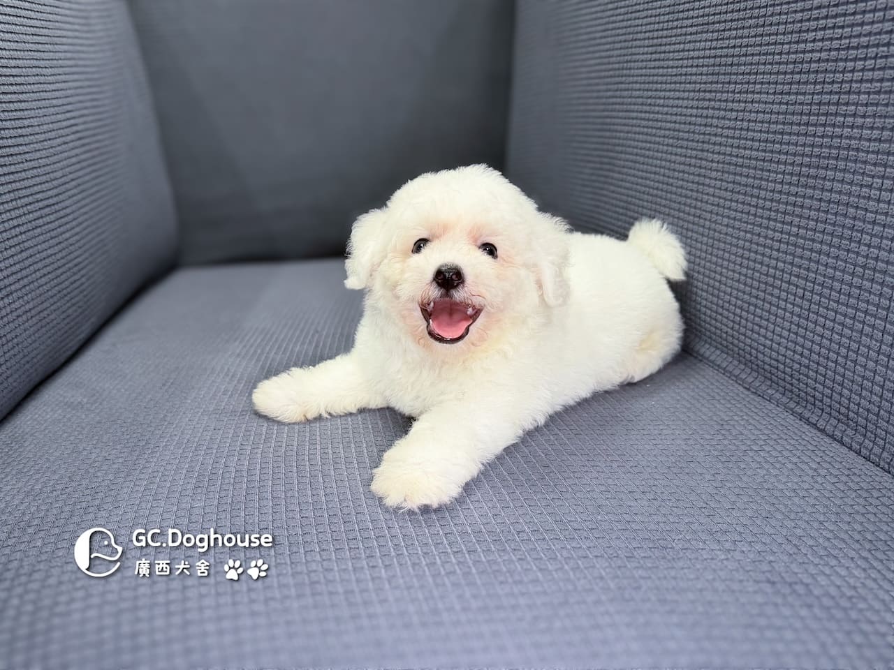 迷你比熊犬-弟弟(6210):圖片 9
