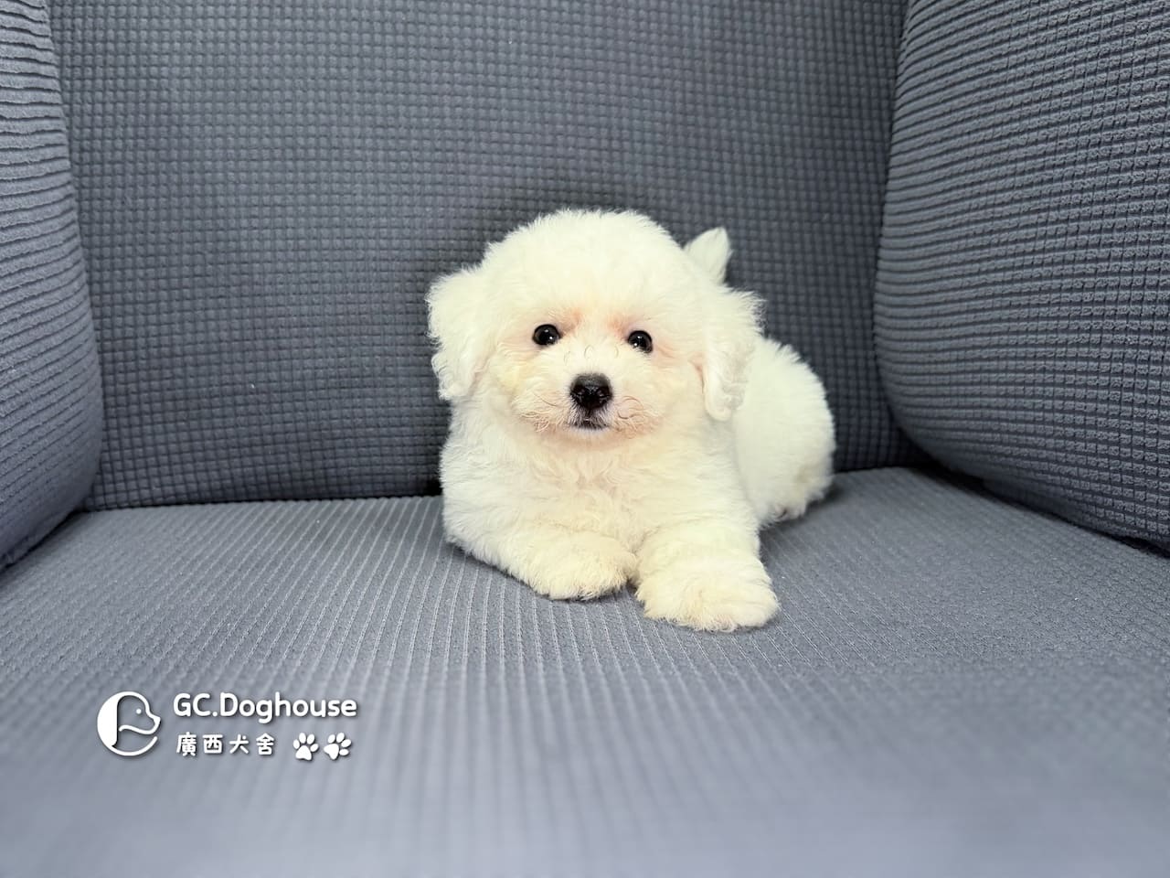 迷你比熊犬-弟弟(6210):圖片 10
