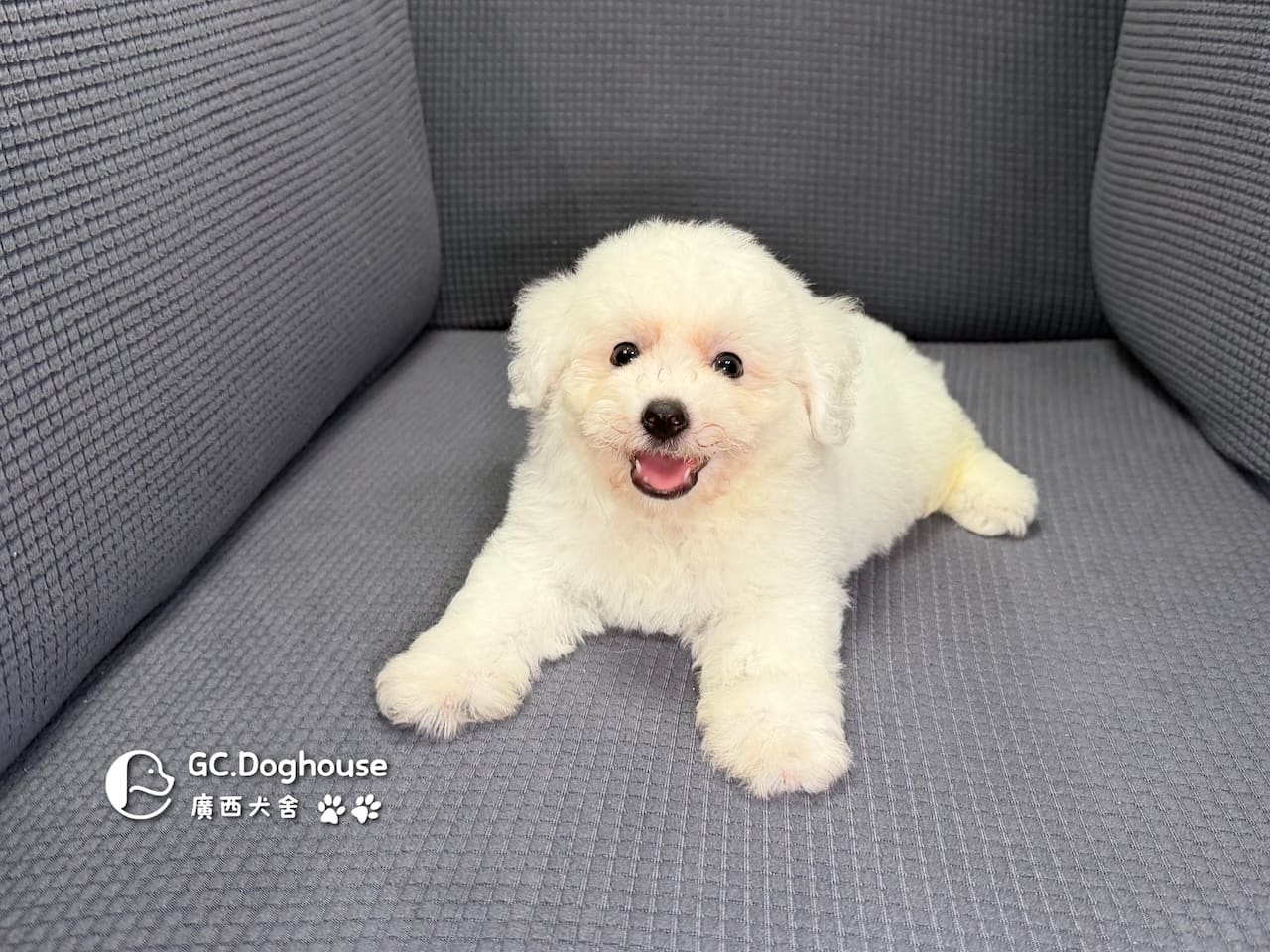 迷你比熊犬-弟弟(6210):圖片 2