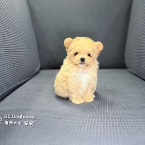 茶杯型瑪爾泰迪-妹妹(6855)