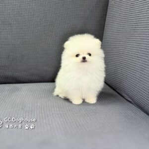 茶杯型博美犬-妹妹(3508)