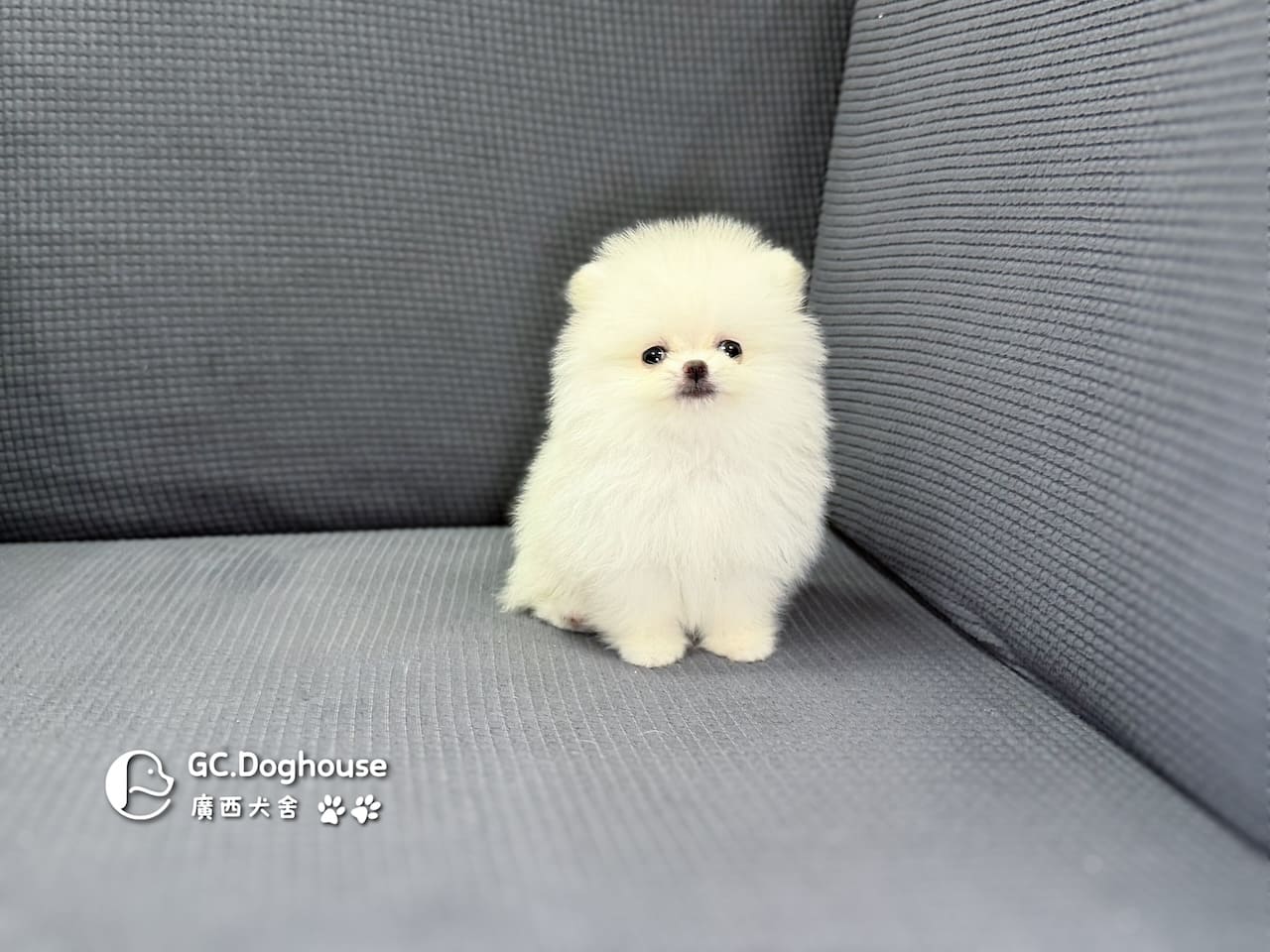 茶杯型博美犬-妹妹(3508)