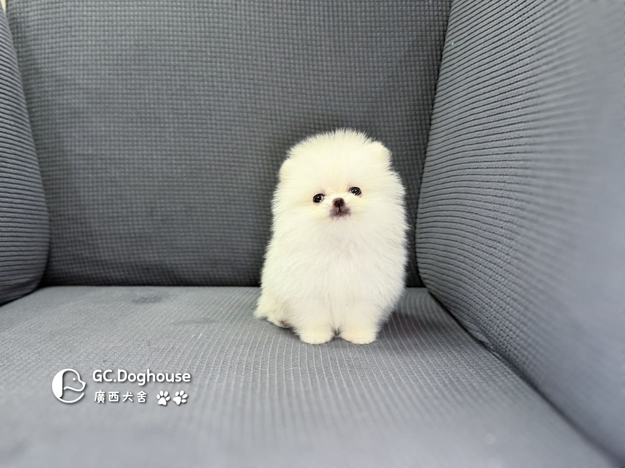 茶杯型博美犬-妹妹(3508):圖片 2