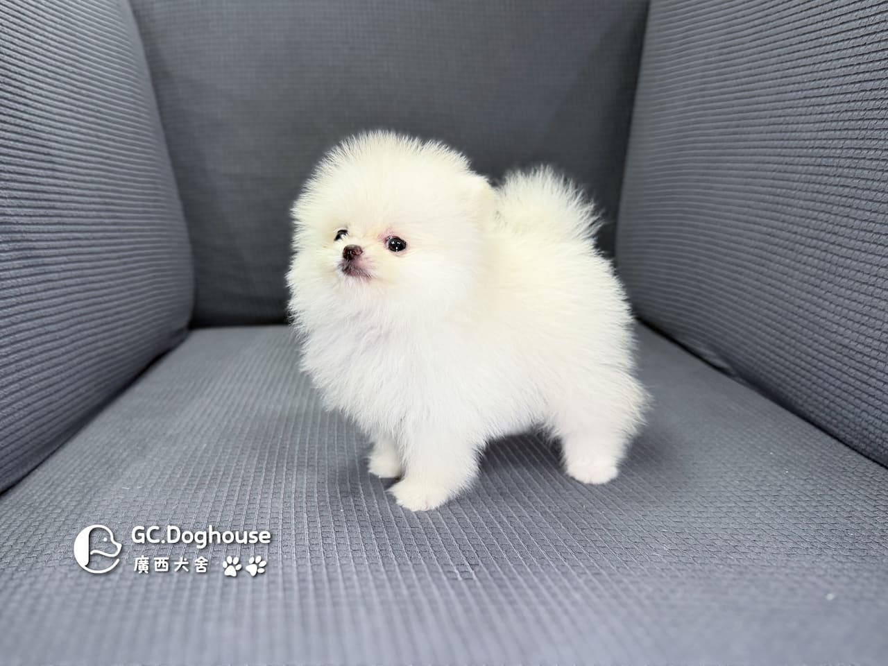 茶杯型博美犬-妹妹(3508):圖片 7