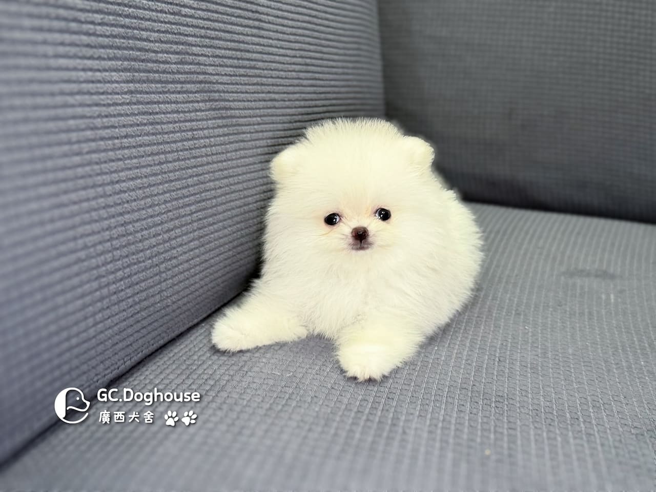 茶杯型博美犬-妹妹(3508):圖片 4
