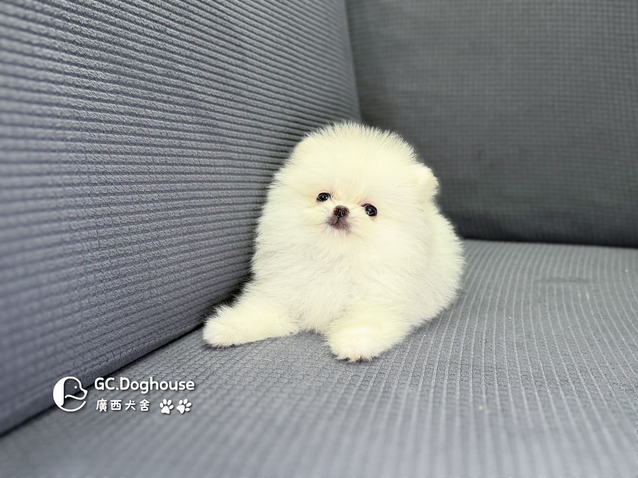 茶杯型博美犬-妹妹(3508):圖片 3