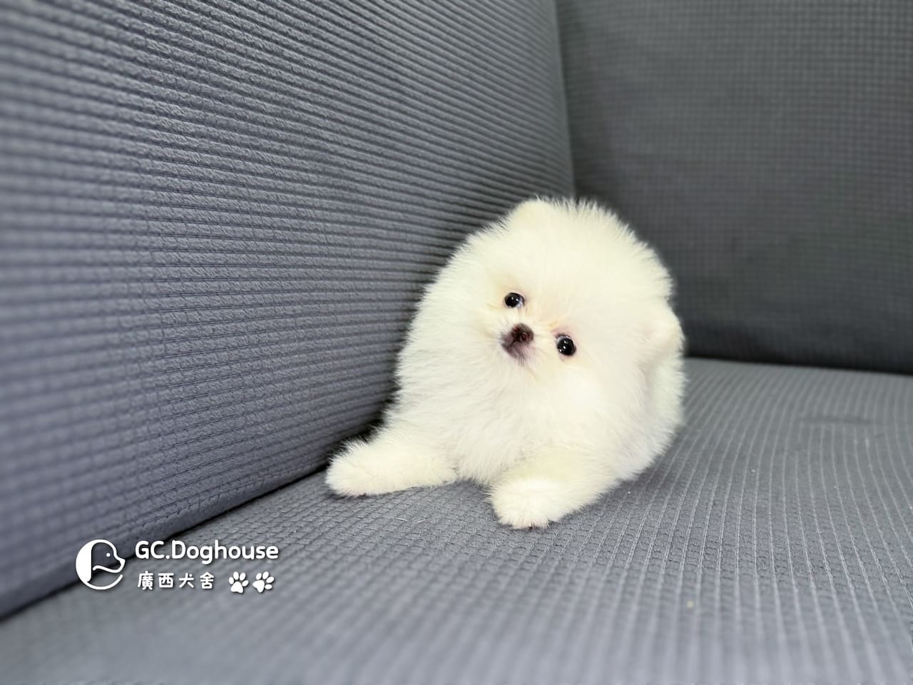 茶杯型博美犬-妹妹(3508):圖片 8