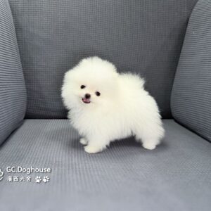 茶杯型博美犬-妹妹(3509)