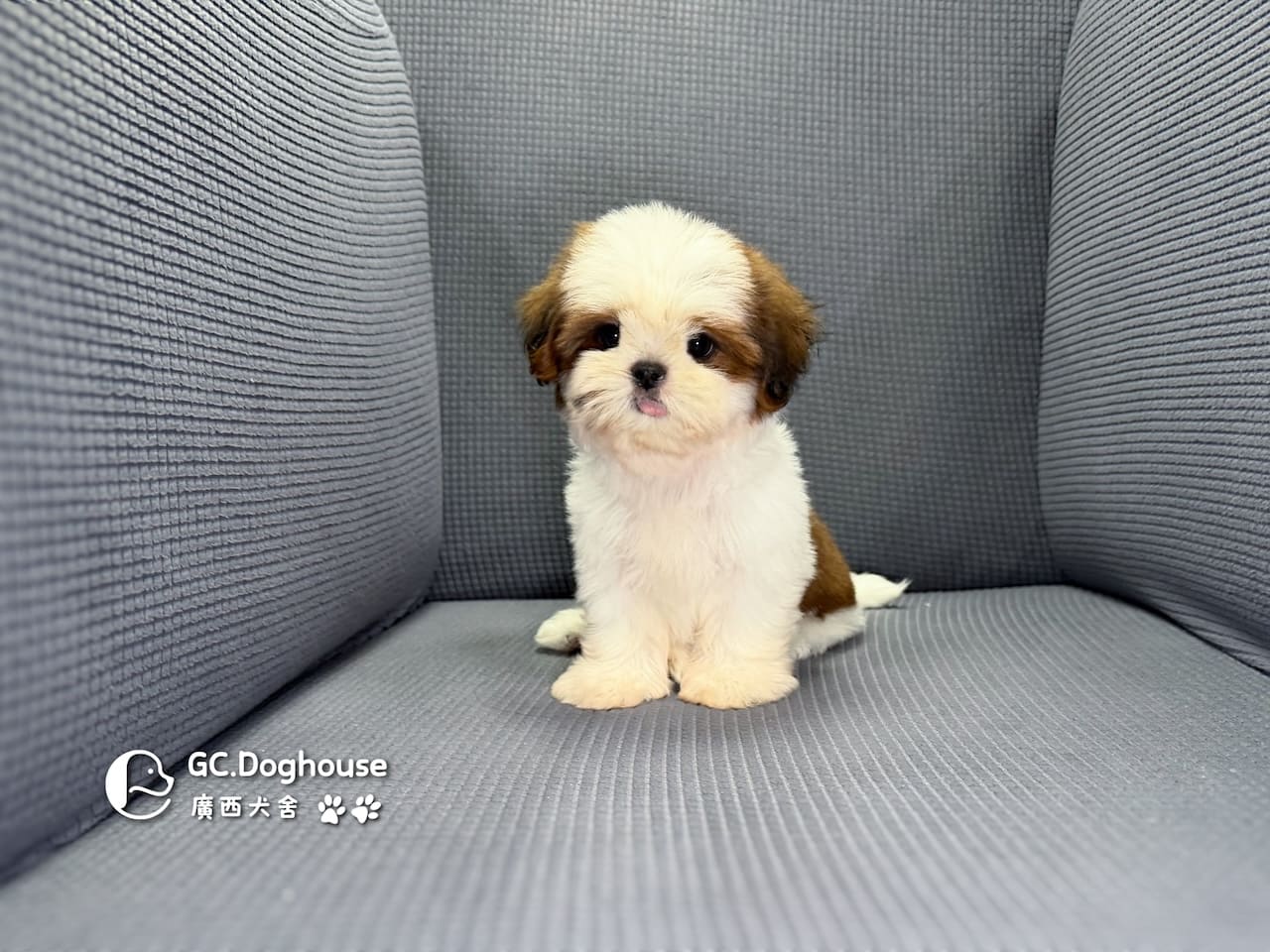 西施犬-妹妹(3510):圖片 5