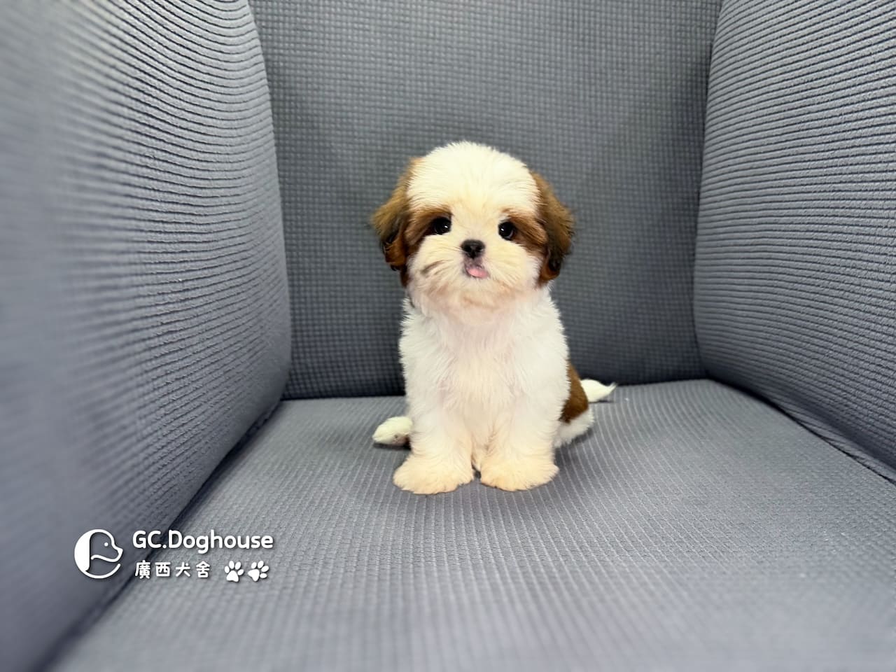 西施犬-妹妹(3510):圖片 4