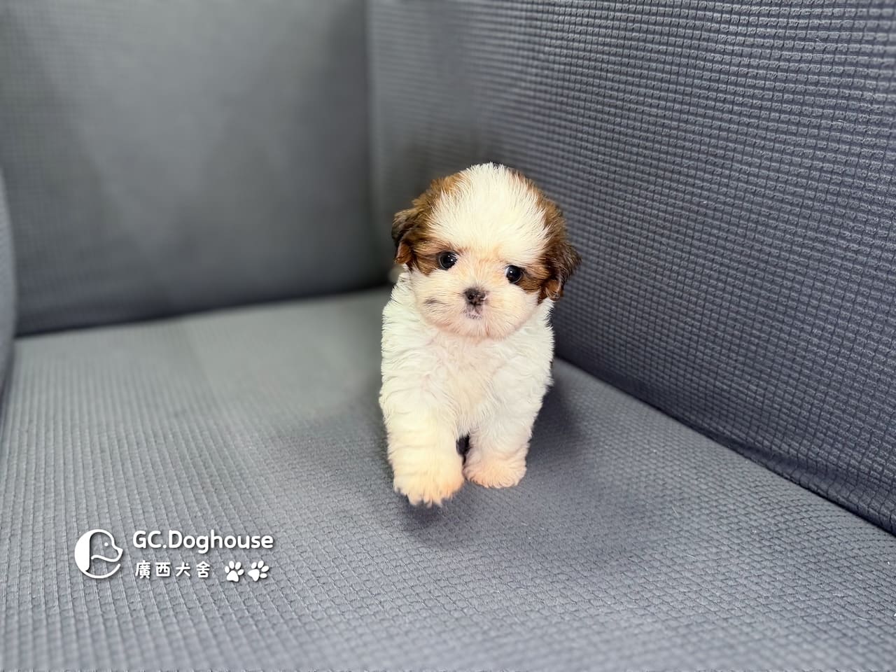 西施犬-妹妹(3510):圖片 6