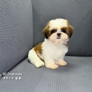 西施犬-妹妹(3513)