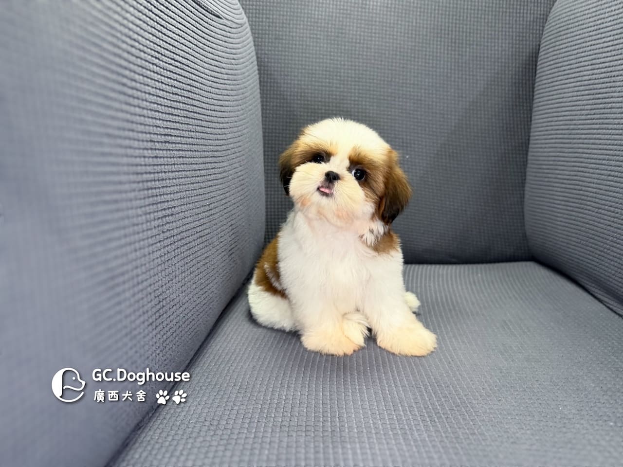 西施犬-妹妹(3513):圖片 5