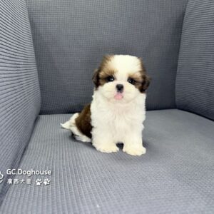 西施犬-弟弟(3502)