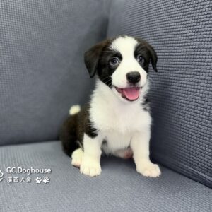 邊基犬（邊境牧羊Ｘ柯基）-妹妹(3525)