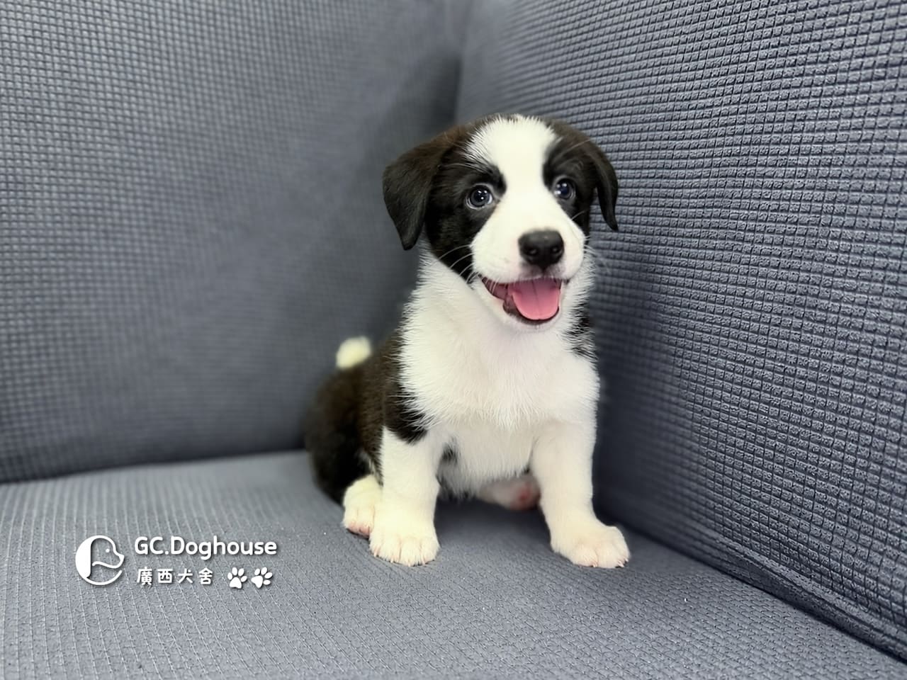 邊基犬(邊境牧羊X柯基)-妹妹(3525)