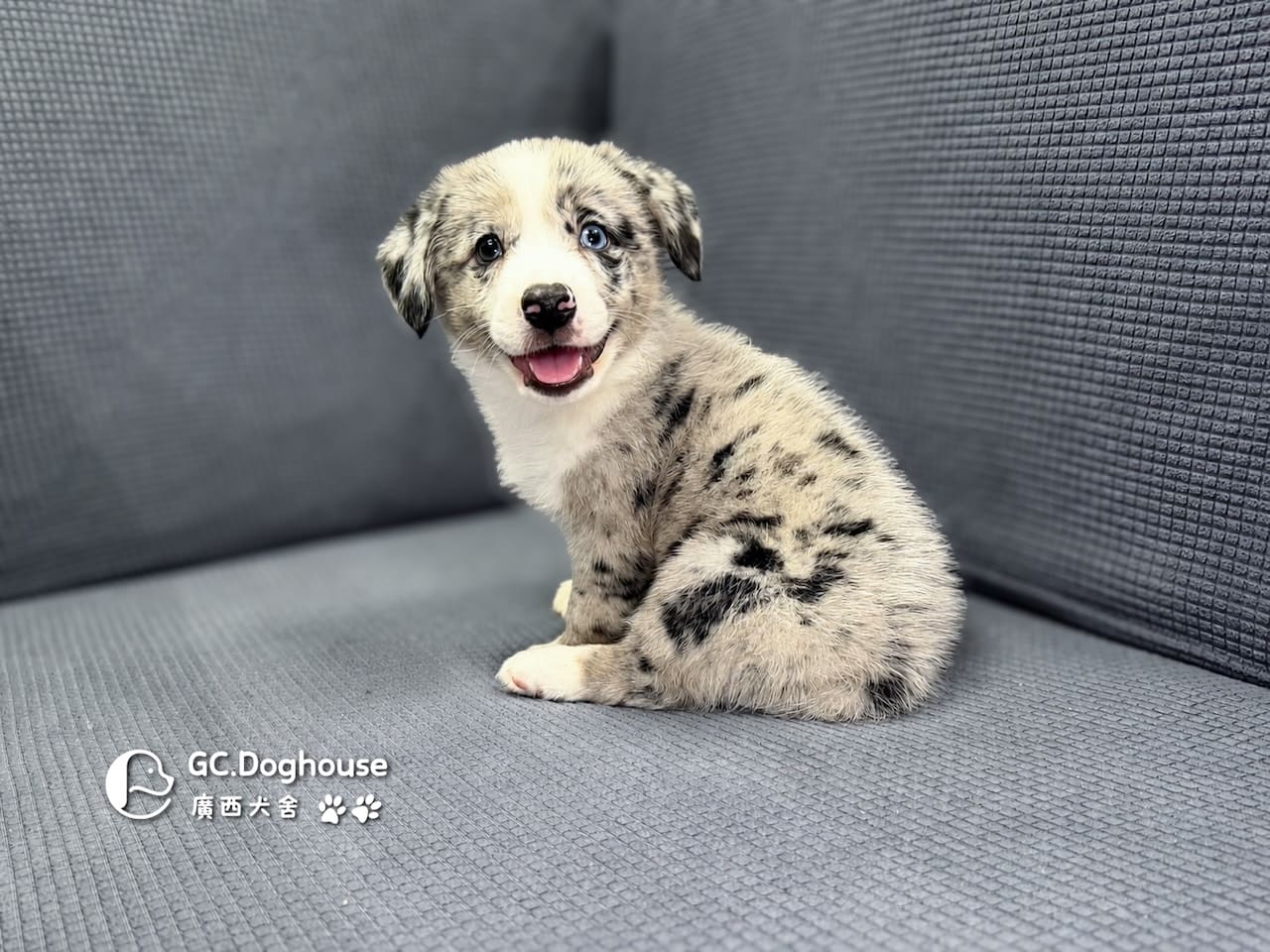 邊基犬(邊境牧羊X柯基)-妹妹(3527)