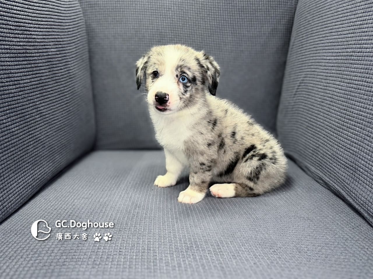 邊基犬(邊境牧羊X柯基)-妹妹(3527):圖片 2